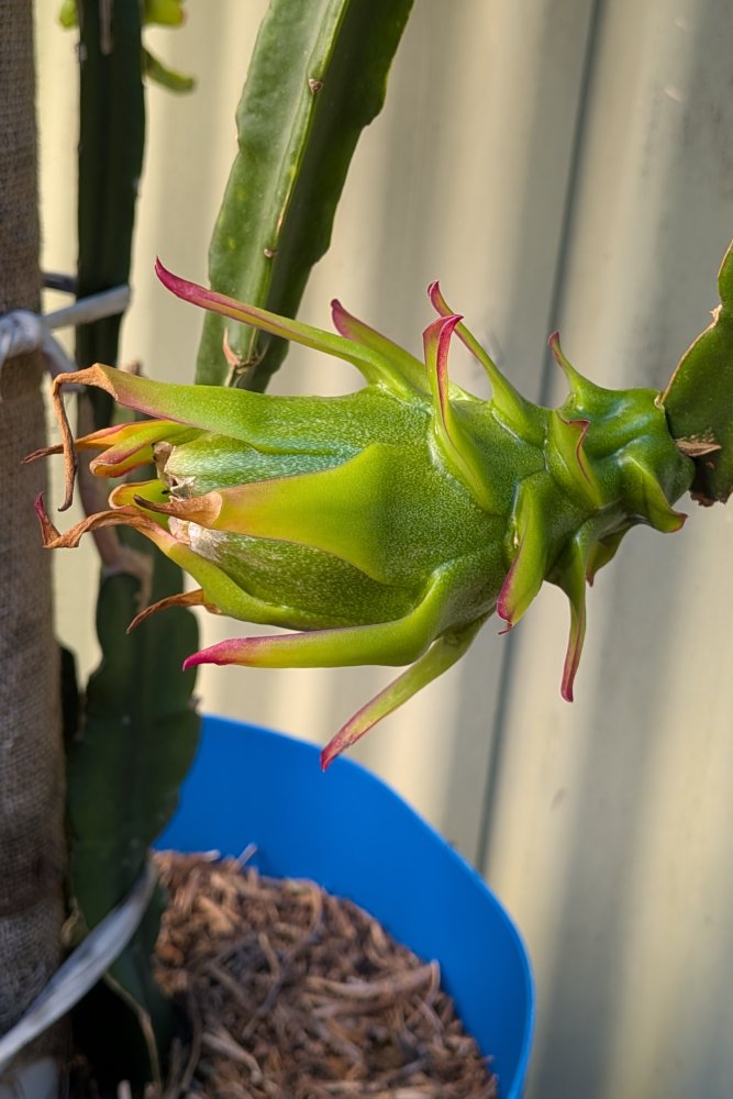 Green fruit